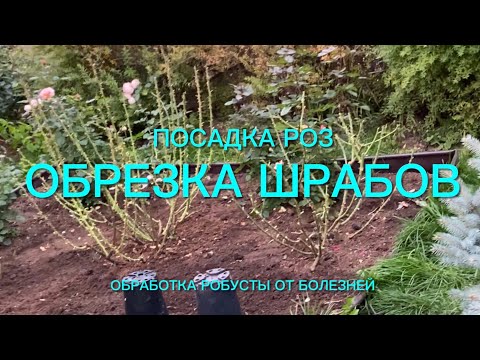 Видео: Розы. Посадка роз. Обрезка шрабов. Обработка от болезни. Ответы на вопросы.🌹🌹🌹