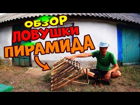 Видео: Ловушка на фазанов ПИРАМИДА