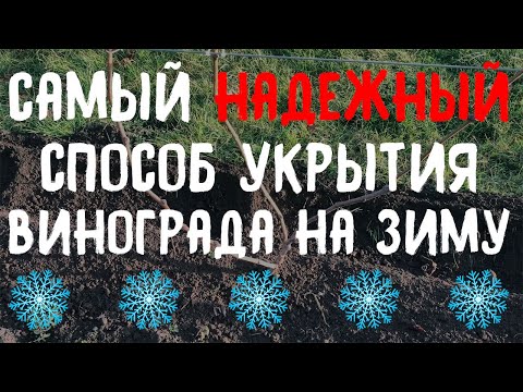 Видео: Как укрыть виноград на зиму