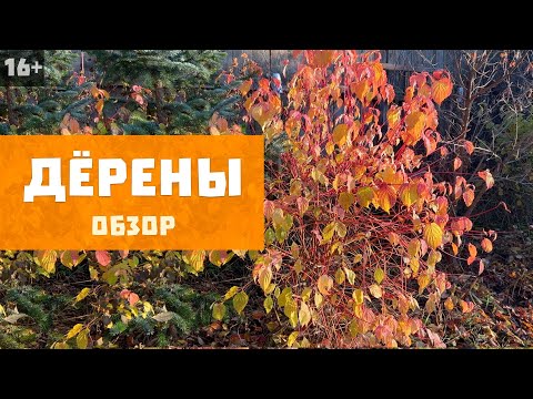 Видео: Дёрены в саду | Осенние краски I Лучшие виды и сорта