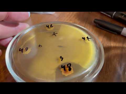 Видео: Опять о биопрепаратах и серой гнили.