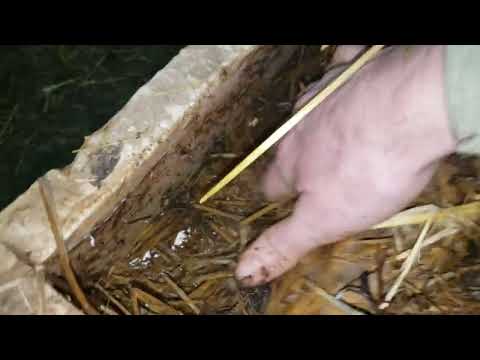 Видео: Первые ошибки при разведении червей на соломе в этом году. 8 января 2025г.