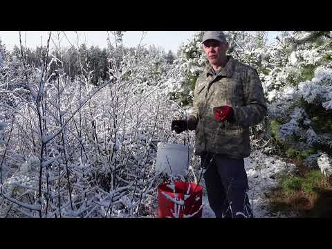 Видео: лучшая поилка для пчел на кочевке !!!