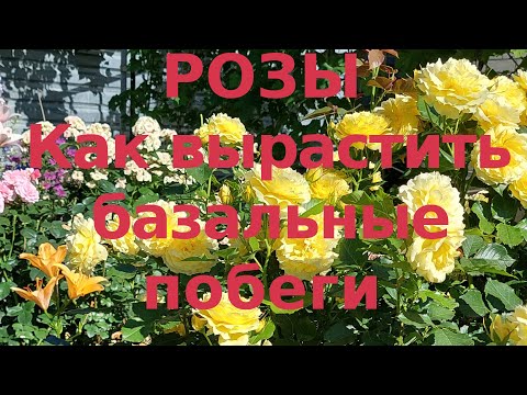 Видео: Базальные побеги роз.  Проблемы выращивания.