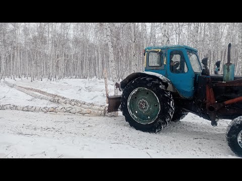 Видео: Мтз 52 и мтз 50 трелевка леса и погрузка...