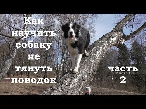Видео: Как научить собаку не тянуть поводок. Часть 2 / Дрессировка собак