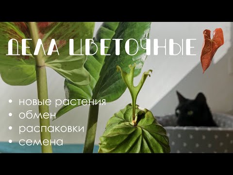 Видео: Дела цветочные: новинки в коллекции и распаковки. Новые семена и результаты прошлых посевов.