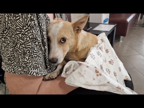 Видео: 🔴Бездомный щенок приполз к женщине в дом 🥺 почему он не ходит?😢 И что делать дальше?😭 Animal Shelter
