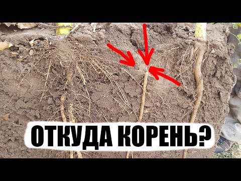 Видео: Какое удобрение лучше для подсолнечника. Эксперимент в ящиках