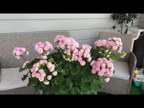 Видео: Пеларгония Сим Дамский каприз
