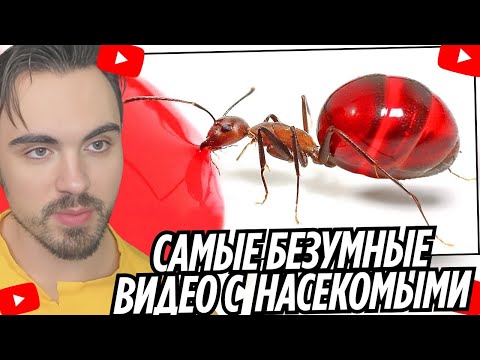 Видео: Самые безумные видео с насекомыми в Интернете! | EROKEZ СМОТРИТ - TerraGreen