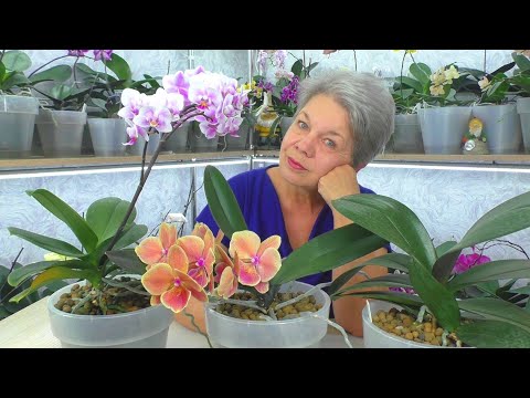 Видео: ЗАКОН для ЖИЗНИ ОРХИДЕИ // Это ГЛАВНЫЙ вопрос, и ВСЕГДА ОДИН ОТВЕТ...