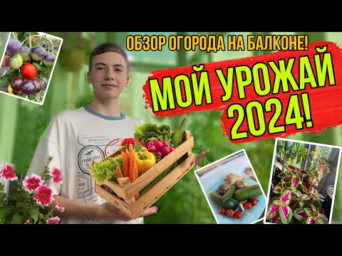 Видео: МОЙ УРОЖАЙ! ОБЗОР МОЕГО ОГОРОДА НА БАЛКОНЕ! 7 августа 2024.