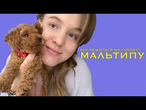 Видео: Мальтипу, мы купили собаку