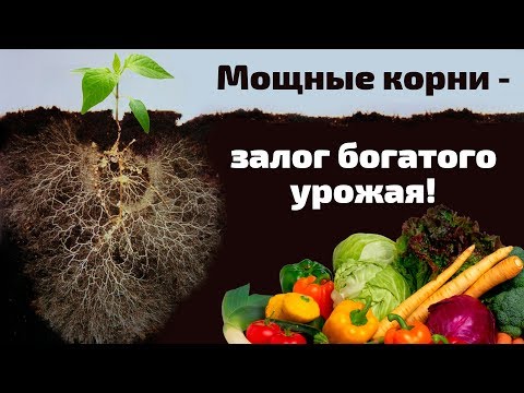 Видео: Кормилица Микориза для корней универсальная