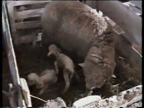 Видео: Технологія вівчарства