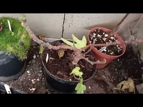 Видео: обрезка инжира а горшечной культуре и для закрытого грунта