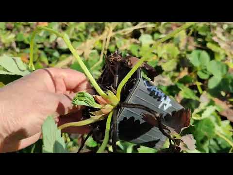 Видео: Открываем ягодники после зимы! Холодно! Ближайшие планы. 15.04.2024 г.Омск