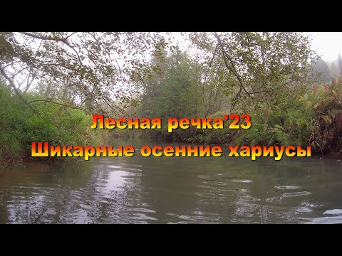 Видео: Лесная речка'23. Шикарные осенние хариусы