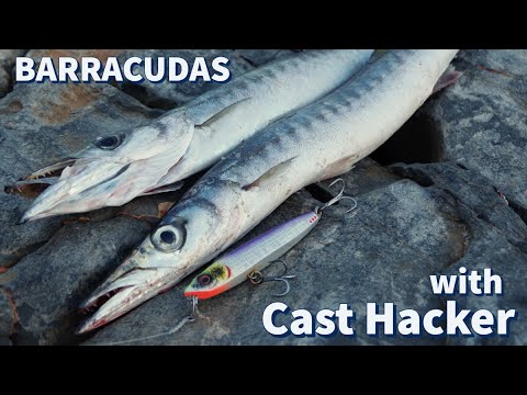 Видео: РЫБАЛКА: Как поймать БАРРАКУДУ на CAST HACKER! Как и где они охотятся, и как бьют!