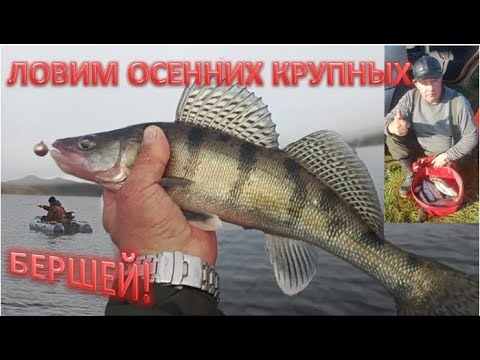 Видео: Отдыхать на РЕКЕ СУПЕР. Ловим  осенних, крупных  Бершей!