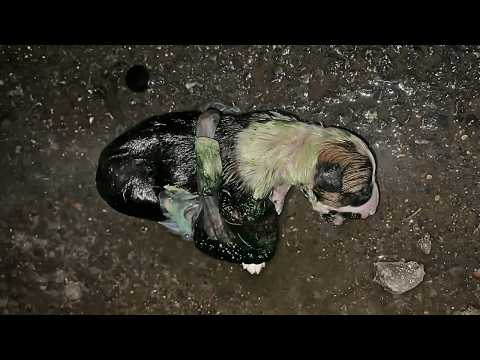Видео: Новорождённый щенок с пуповиной тихо плачет у обочины, пытаясь позвать исчезнувшую маму.