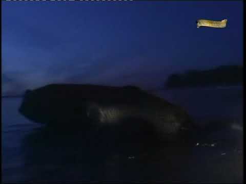 Видео: Подводная охота (А.Кочубей): Верхняя Волга