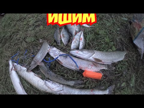 Видео: Ишим рыбалка, надолбил щук. Осенний жор.