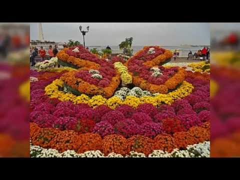 Видео: Бал ХРИЗАНТЕМ  в Ботаническом саду