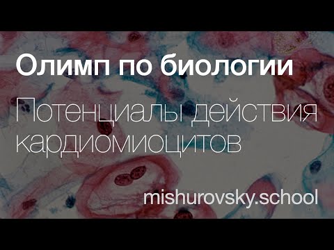 Видео: Потенциалы действия кардиомиоцитов | Олимпиадная биология