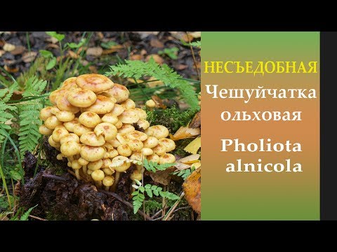 Видео: Осторожно! Несъедобный "опёнок"! Чешуйчатка ольховая - Pholiota alnicola