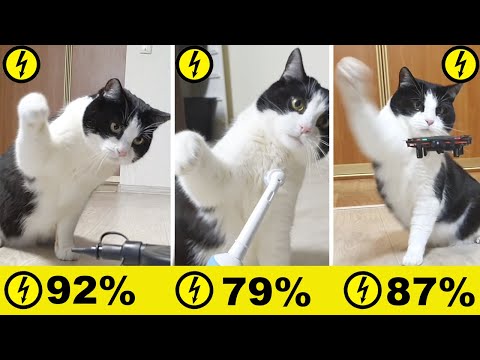 Видео: Шкала кошачьей агрессии. Компиляции