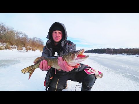 Видео: Рыбалка на Западной Двине|Рыбалка на Щуку|Ловля Щуки на балансиры и живца.