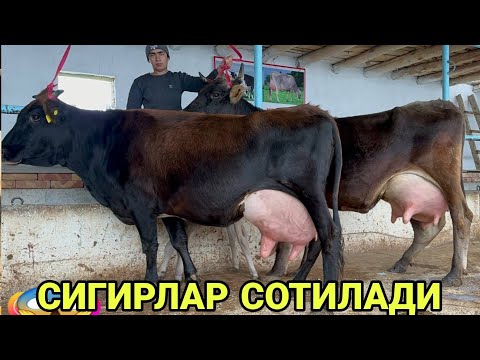 Видео: СИРОЖИДИНДАН ШВЕД ЭСТОН СУТЛИК СУТДОР ТИГДОР СИГИРЛАР СОТИЛАДИ SOTILADIGON SIGIRLSR 11 ноября 2024 г