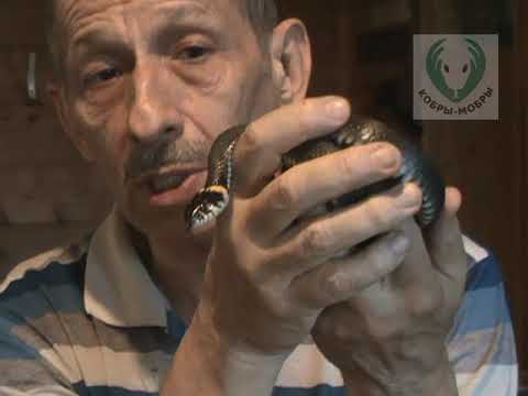 Видео: Хватит уже бояться ужей!