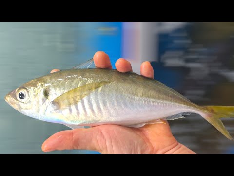 Видео: Как шеф-повар сашими, я был в шоке после первой пробы. Почему я узнал об этом только сейчас?