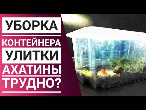 Видео: Как ухаживать за улиткой: Уборка контейнера || Улитка Ахатина ||Трудно или легко?