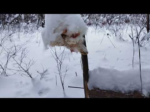 Видео: Сахалинская ловушка 4 января 2022