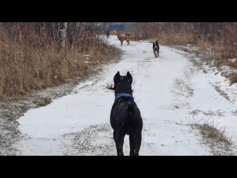 Видео: Кане Корсо и дворовые собаки