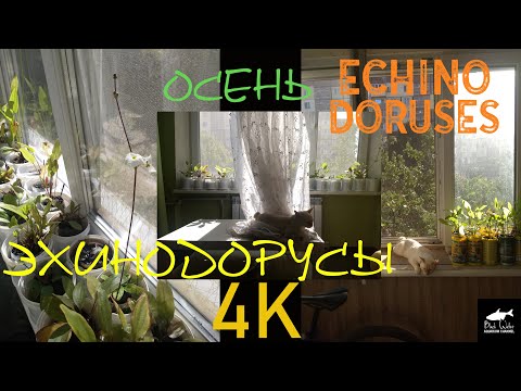 Видео: Эхинодорусы На Подоконнике. Осень. (65 видов)