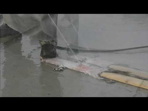 Видео: мездрение водой и выделка меховой шкуры.