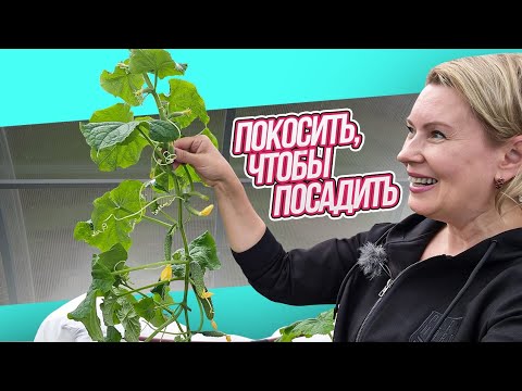 Видео: СУПЕР РАННИЙ ОГУРЕЦ | МАШУ  ПОСАДИЛИ, ГАЛЬКА ПРИЕХАЛА, ТАША ОТКОСИЛА | 16 МАЯ ДАЧА