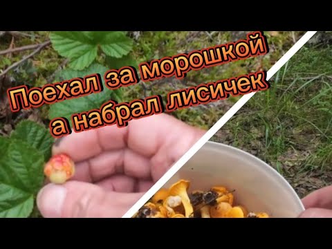 Видео: Поехал за морошкой , а набрал лисичек.