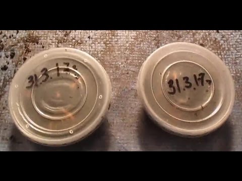 Видео: Сколько проживёт червь.  2 часть.