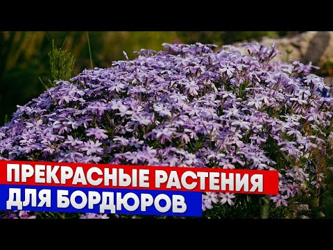 Видео: Прекрасные растения для бордюров