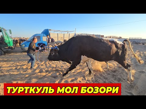 Видео: 17 ноября 2024 г. ТУРТКУЛЬ МОЛ БОЗОР НАРХЛАРИ