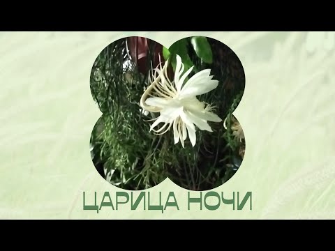 Видео: Царица ночи в сентябре. Эпифиллум удивил.