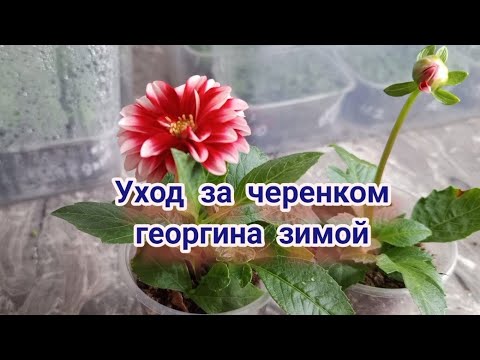 Видео: Вегетативные георгины. Зимний уход за черенками
