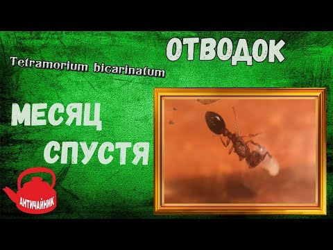 Видео: ЧТО СЛУЧИЛОСЬ С ОТВОДКОМ?!/Tetramorium bicarinatum