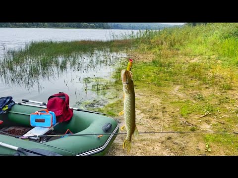 Видео: Когда одна приманка спасает рыбалку. Окунь и щука на ПОППЕР